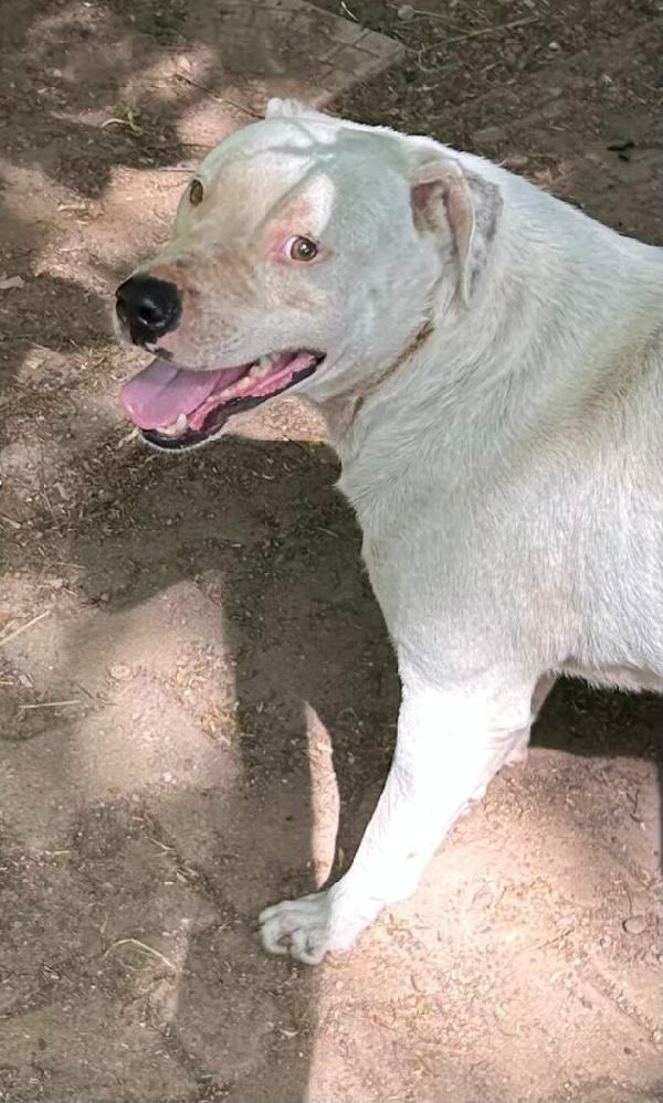 Blanco - Nato il Gennaio 2021 - Meticcio simil Dogo Argentino - Taglia: Media - Peso: 18 kg - Carattere: Dolcissimo, socievole  Foto 4